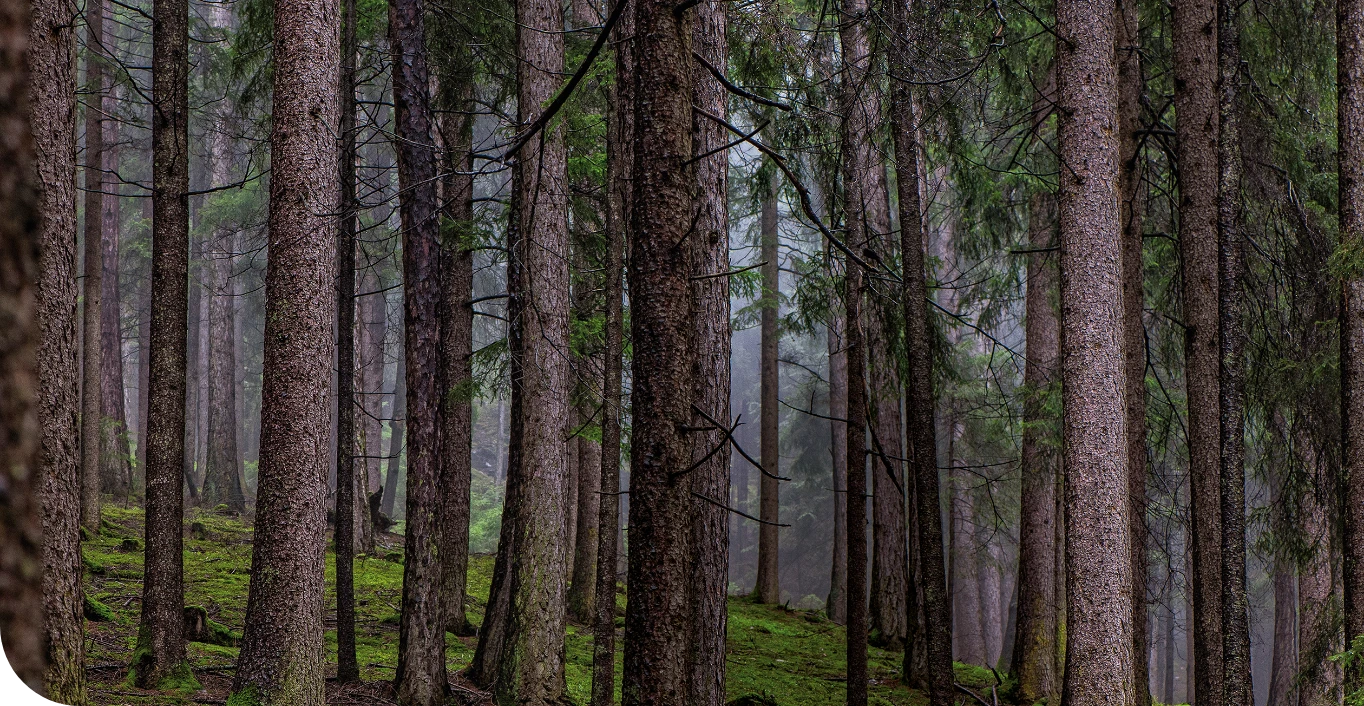 Finitura in legno di abete naturale utilizzato nei mobili Scandola