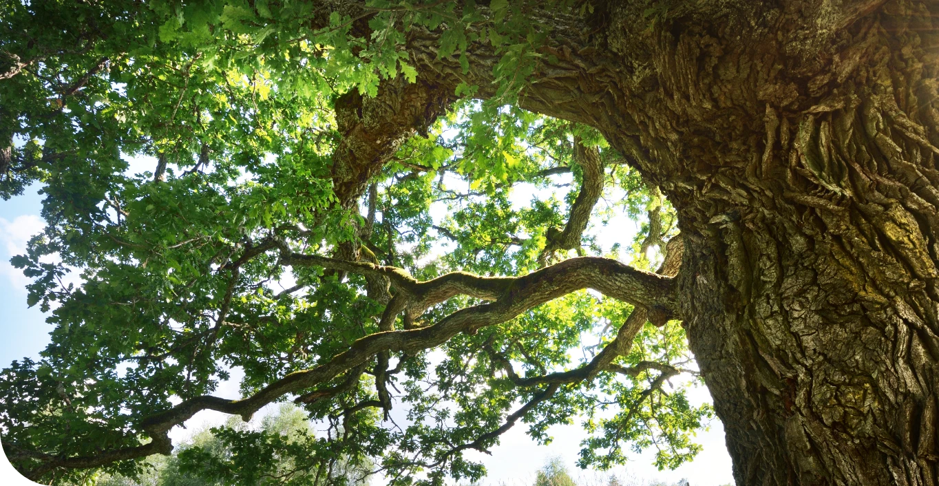 Dettaglio della finitura in rovere naturale per mobili in legno massello